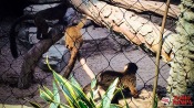 03 - NYC Zoo - 0208