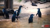 12 - NYC Zoo - 0155