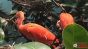 14 - NYC Zoo - 0158