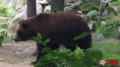 19 - NYC Zoo - 0172