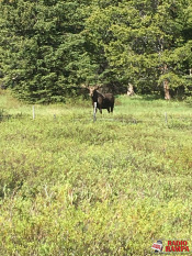 29 - AMPOL - YELLOWSTONE PARK -_